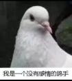 鴿子為什么這么大什么梗 道理我都懂鴿子為什么那么大